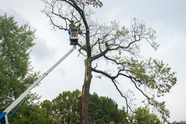 The Steps Involved in Our Tree Care Process in Paramount, CA